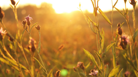 What Time of the Day Do Mosquitoes Bite Most?