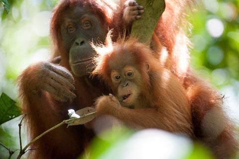 The Ape Apothecary | Celebrating International Orangutan Day